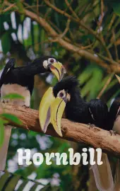 hornbill-bird-in-dandeli-forest-small-image
